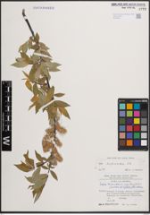 Foto von Salix daphnoides Vill.